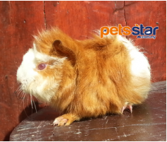 Guinea Pig